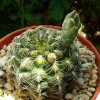 Gymnocalycium _calochlorum 'proliferum' P109 _07